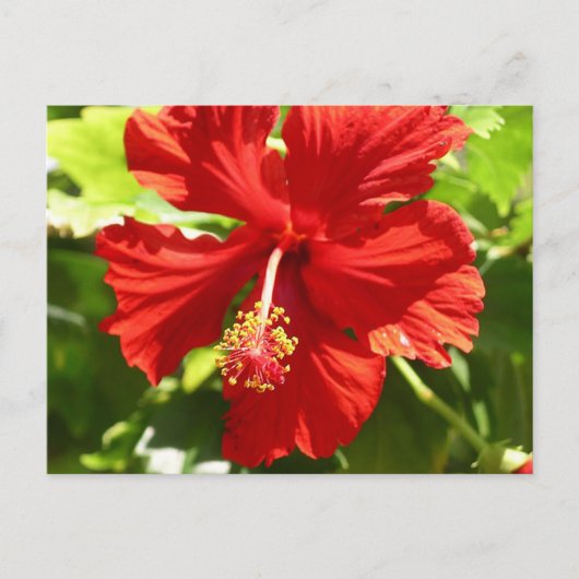 Carte Postale Flower rouge (Devant)