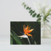 Carte Postale Flower tropical orange paradise (Debout devant)