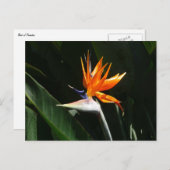 Carte Postale Flower tropical orange paradise (Devant / Derrière)