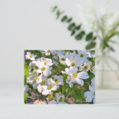 Carte Postale Flowering Dogwood (Debout devant)