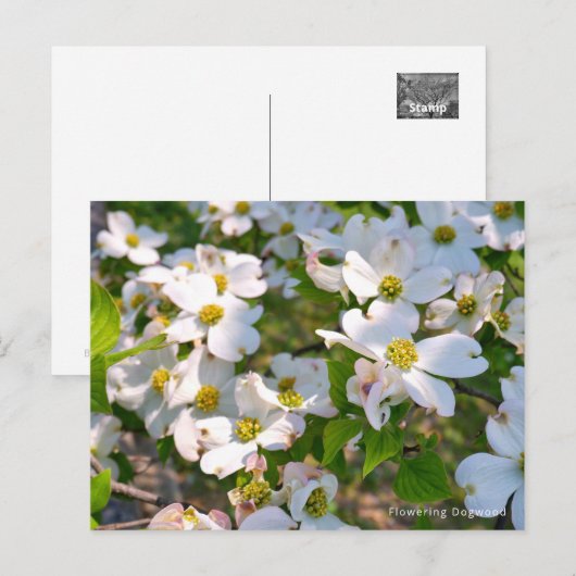 Carte Postale Flowering Dogwood (Devant / Derrière)