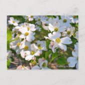 Carte Postale Flowering Dogwood (Devant)