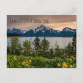 Carte Postale Flowers at Colter Bay (Devant)