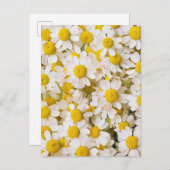 Carte Postale Flowers | Bunch of Chamomiles (Devant / Derrière)