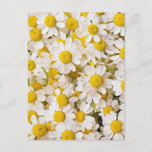 Carte Postale Flowers | Bunch of Chamomiles (Devant)