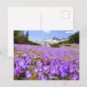 Carte Postale Flowers | Crocus Pirin Mountain Park Bulgaria (Devant / Derrière)