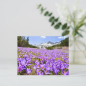 Carte Postale Flowers | Crocus Pirin Mountain Park Bulgaria (Debout devant)