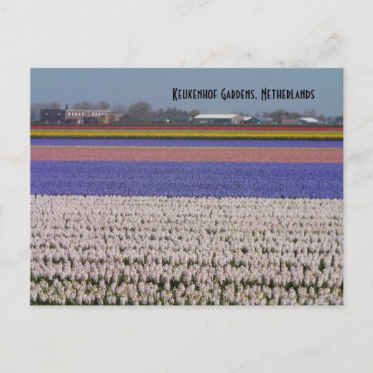 Carte Postale Flowers des Pays-Bas (Devant)