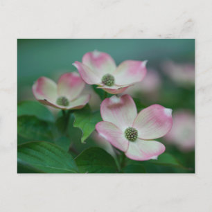 Carte Postale Flowers (homonymie)   Blossoms de Dogwood