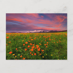 Carte Postale Flowers (homonymie)   Fayot Field Snowcapped Mount