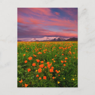 Carte Postale Flowers (homonymie)   Fayot Field Snowcapped Mount