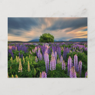 Carte Postale Flowers (homonymie)   Lupine Field à New Zealand