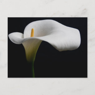 Carte Postale Flowers (homonymie) White Calla Lily