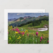 Carte Postale Flowers (homonymie) | Wildflowers Durango (Devant / Derrière)