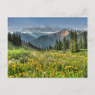 Carte Postale Flowers (homonymie)   Wildflowers Silverton Colora