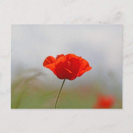Carte Postale Flowers of common poppy in a field. (Devant)