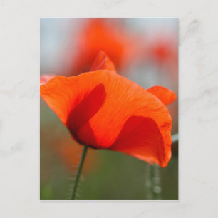 Carte Postale Flowers of common poppy in a field.