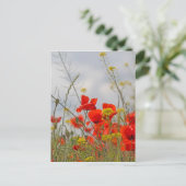 Carte Postale Flowers of common poppy in a field. (Debout devant)