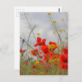 Carte Postale Flowers of common poppy in a field. (Devant / Derrière)