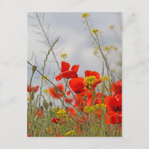 Carte Postale Flowers of common poppy in a field.