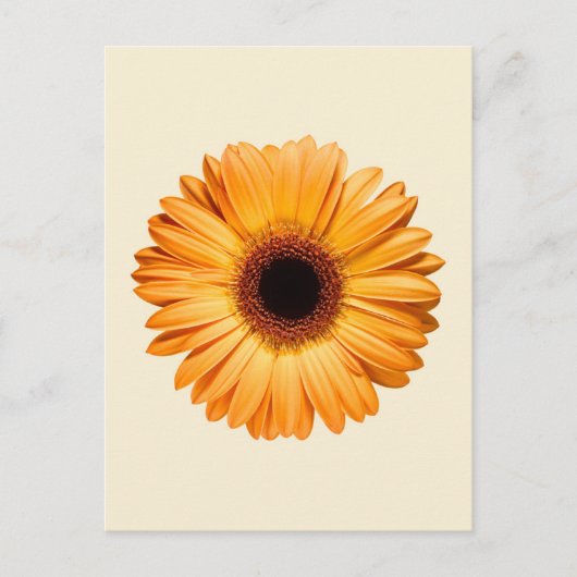 Carte Postale Flowers | Orange Gerbera (Devant)
