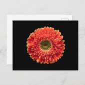 Carte Postale Flowers | Orange Gerbera Daisy (Devant / Derrière)