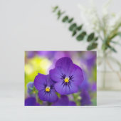 Carte Postale Flowers | Purple Pansies (Debout devant)