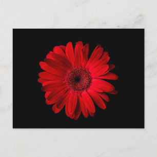 Carte Postale Flowers   Red Gerbera Daisy