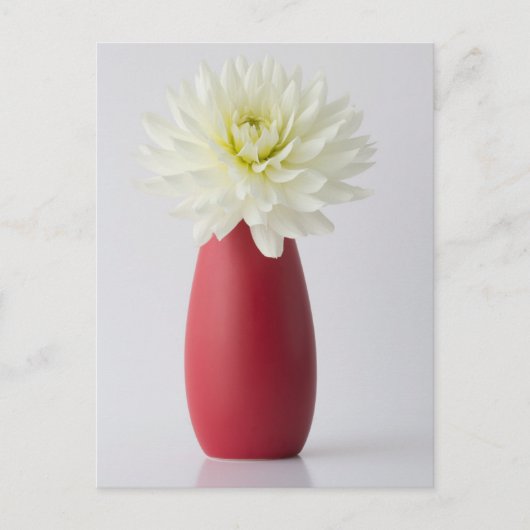 Carte Postale Flowers | White Dahlia in Red Vase (Devant)