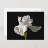 Carte Postale Flowers | White Iris (Devant / Derrière)