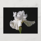 Carte Postale Flowers | White Iris (Devant)