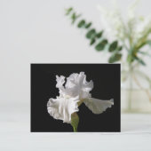 Carte Postale Flowers | White Iris (Debout devant)
