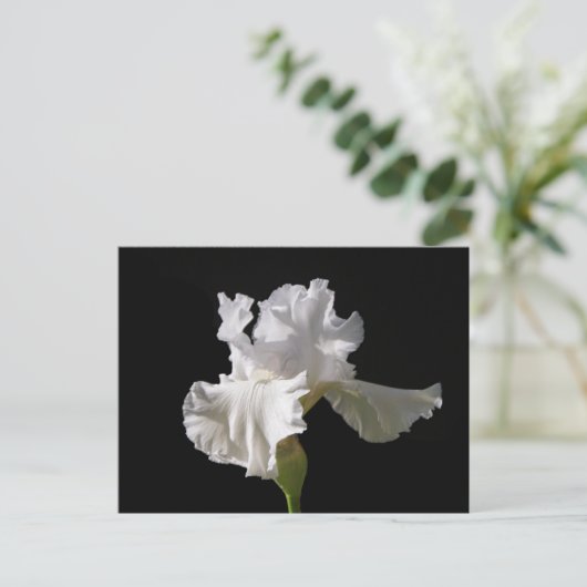 Carte Postale Flowers | White Iris (Debout devant)