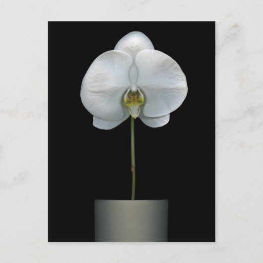 Carte Postale Flowers | White Orchid Flower (Devant)