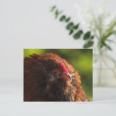 Carte postale FluffaDerp (Debout devant)