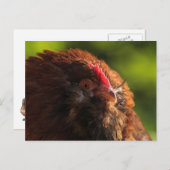 Carte postale FluffaDerp (Devant / Derrière)