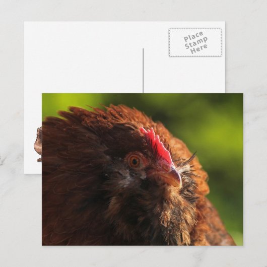 Carte postale FluffaDerp (Devant / Derrière)