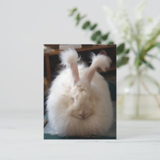 Carte Postale Fluffy Angora Bunny (Debout devant)