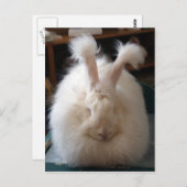 Carte Postale Fluffy Angora Bunny (Devant / Derrière)