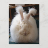Carte Postale Fluffy Angora Bunny (Devant)