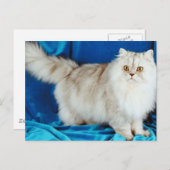 Carte Postale Fluffy Cat (Devant / Derrière)