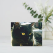 Carte postale Fluffy Cat (Debout devant)