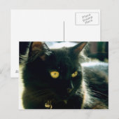 Carte postale Fluffy Cat (Devant / Derrière)