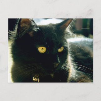 Carte postale Fluffy Cat