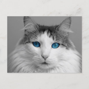 Carte Postale Fluffy Gris et Blanc Bleu-Eyed Chat