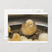 Carte Postale Fluffy Jaune bébé poussette (Devant / Derrière)