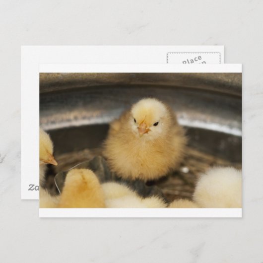 Carte Postale Fluffy Jaune bébé poussette (Devant / Derrière)