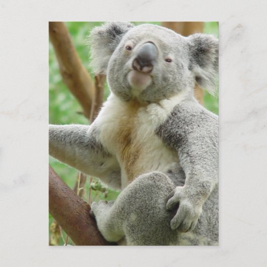 Carte postale Fluffy Koala (Devant)
