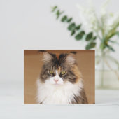 Carte Postale Fluffy Maine Coon Cat (Debout devant)
