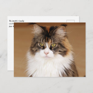 Carte Postale Fluffy Maine Coon Cat